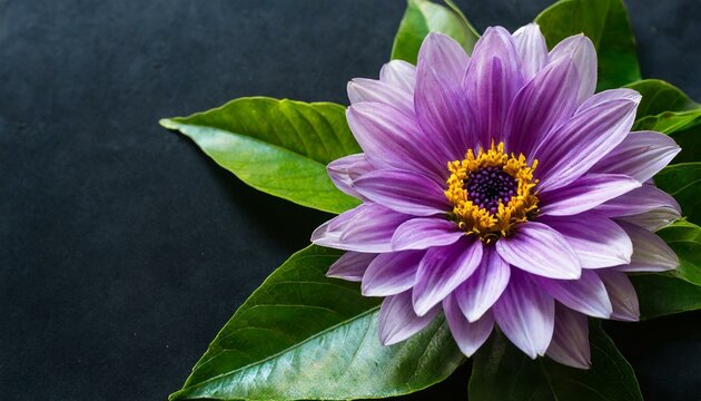 lotus flower on black, wallpaper Concept featuring a Purple Three-dimensional Ornamental Flower