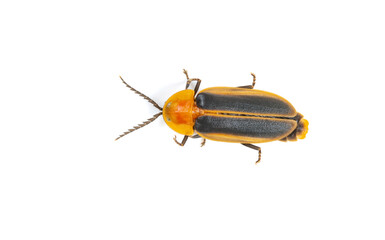 top view firefly on a white background