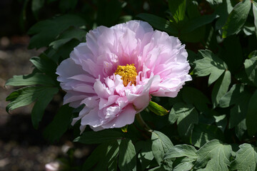 初化粧　ボタンの花