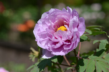 浪花錦　ボタンの花