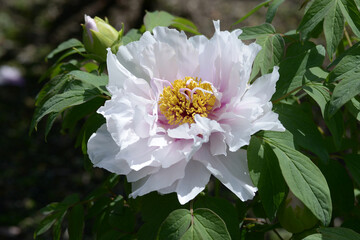 和人形　ボタンの花