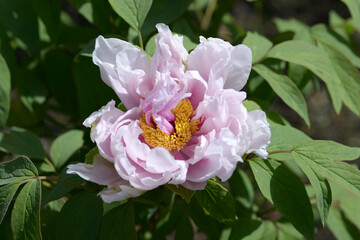 和人形　ボタンの花