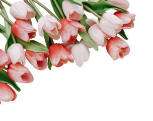 Red and white tulip transparent png