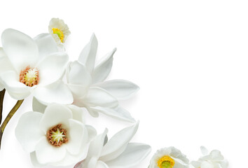 White magnolia flower design element