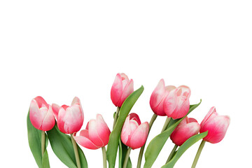 Fototapeta premium Pink and white tulips transparent png