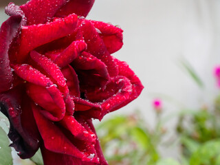 雨上がりの真紅の薔薇