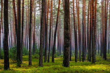 Dark pine forest in early spring. Light shining through the rows of tree trunks. Photo taken during...