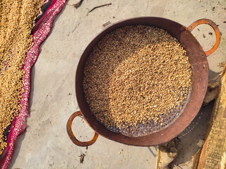 Wet wheat grains drying in hot sun. Fresh Wheat kernels. Landscape of wheat cereal grains. Food...