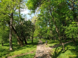 Path in the nature on a sunny day - background