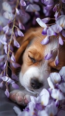 A beagle puppy sleeping under a canopy of wisteria, completely at peace