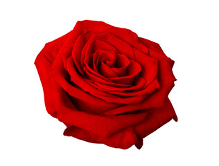 Beautiful red rose isolated on a white background, close up.