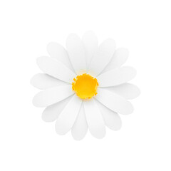 White daisy transparent png