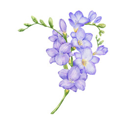 Watercolor violet freesia flowers bouquet. Hand drawn color isolated illustration
