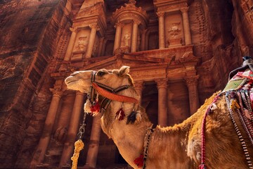 Majestic Encounter: Camel in Front of the Treasury Building of Petra, an Ancient City in Southern...
