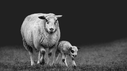 Ewe with a new born lamb