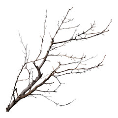 Fototapeta na wymiar Dry branches isolated on transparent background