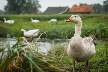 Obraz premium Farmstead, livestock, poultry house. Geese, poultry on the farm. Natural landscape