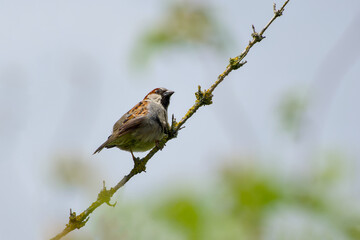 house sparrow sitting on a bush twig close-up
