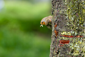 European robin is perching on a tree trunk with prey in its beak