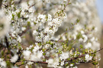 Spring blossoms on the farm. future cherry. Cherry color. Cherry blossoms. Plum. The Cherry Orchard. Apple orchard. Close-up, blurred background.