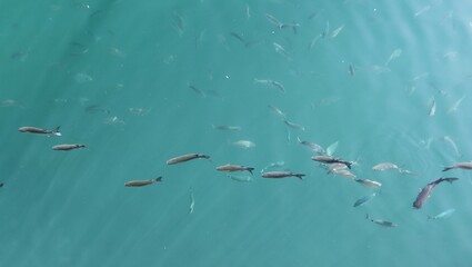 Fish in the harbor basin of San Sebastian on the canary island La Gomera