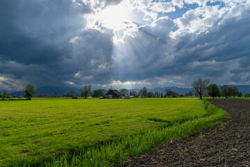 dramatic clouds over the valley of Rhein with sun rays through the clouds. blooming meadow with single tree in Dornbirn, Vorarlberg, with mountains of Switzerland in background