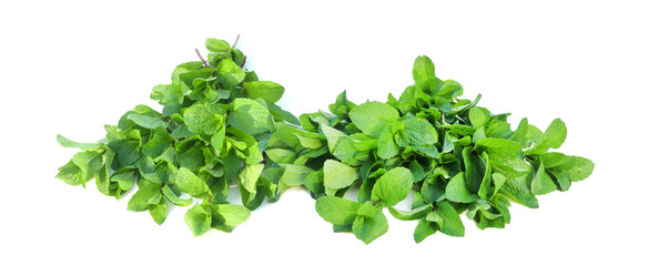 fresh green garden mint, common mint, leaves closeup