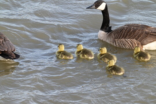 Canadian goose  with babies 