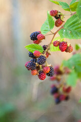 Close up blackberries. Defocused fresh blackberries in the garden. A bunch of ripe blackberries on...