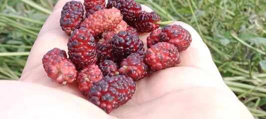 red mulberry fruit or fruit of the Morus rubra in the garden
