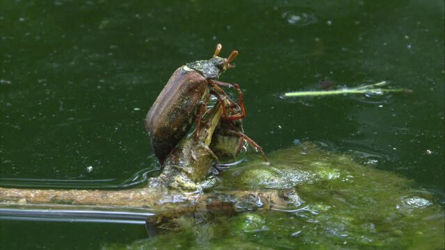 cockchafer fell into  a pond