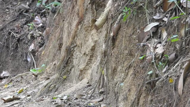 Jacamar Bird Flies Swiftly into Dirt Nest in Roots of Fallen Tree