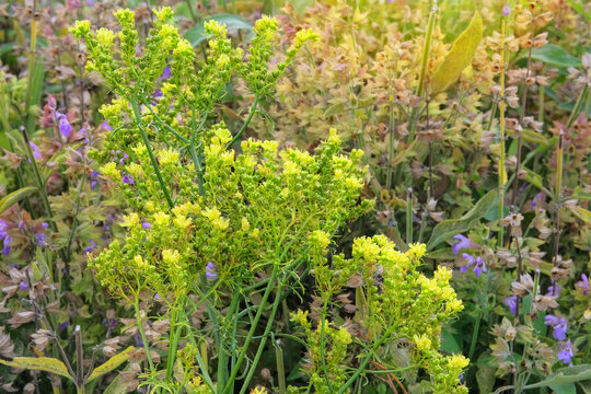 Ruta graveolens. Aromatic flowers in rural garden. Sunny day.