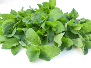 fresh green spearmint, garden mint, common mint, lamb mint and mackerel mint with white background