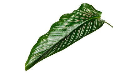 Calathea Ornata leaf transparent png