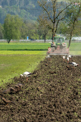 Red kites and storks are looking for frogs, mice and other small animals in a freshly plowed field...