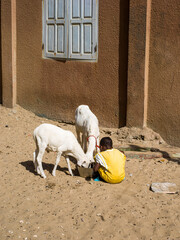 Un enfant et des moutons dans une rue d ela vieille ville de Saint Louis au Sénégal en Afrique - obrazy, fototapety, plakaty