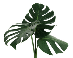 Split leaf philodendron, monstera plant element transparent png