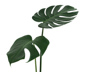 Split leaf philodendron, monstera plant element transparent png © Rawpixel.com