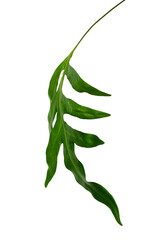 Doryopteris nobilis leaves design element