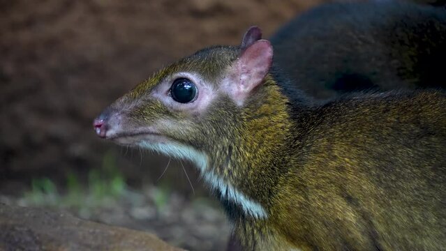 A female javan mouse deer is hiding under a tree and chewing on a sunny day 