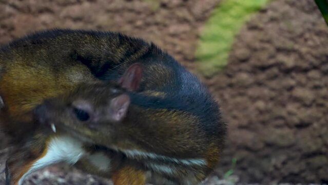 A male javan mouse deer is hiding under a tree and grooming on a sunny day 