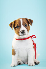 cute small jack russel terrier puppy portrait on blue background