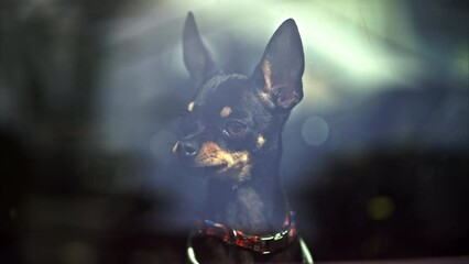 Prague ratter dog barking and standing in the light at the window, locked in a car 