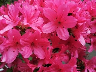 pink flowers