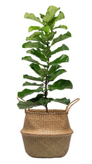 Fiddle leaf fig png mockup plant in a pot