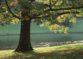 autumn in the park