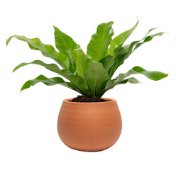 Plant mockup png in a terracotta pot birds nest fern plant