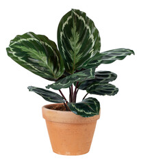 Calathea png plant mockup in a terracotta pot home decor object