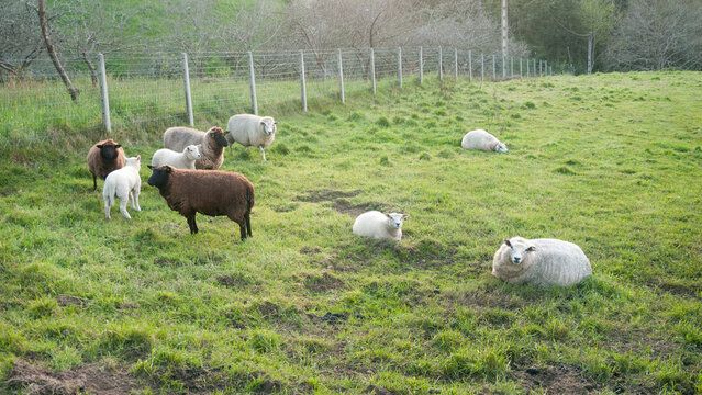 Ovejas y corderos en corral de hierba